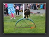 carodejnice_2014_070